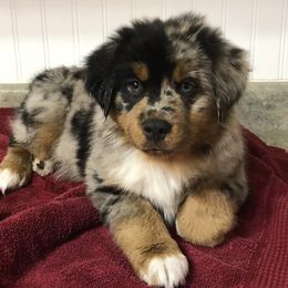 Miniature Australian Shepherds from Minipaw Aussies