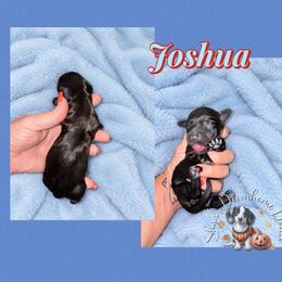 Joshua - Cream male Dachshund puppy in Hockley, Texas from Shans Down Home Doxies