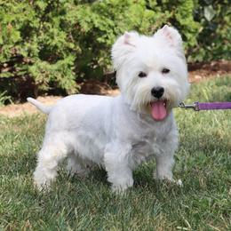 Sophia - West Highland White Terrier