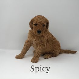 Goldendoodle Puppies from Beloved Texas Doodles