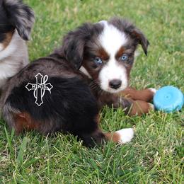 Boy 5 - male Miniature American Shepherd puppy in Elgin, Oregon from Cross L Miniature American Shepherds