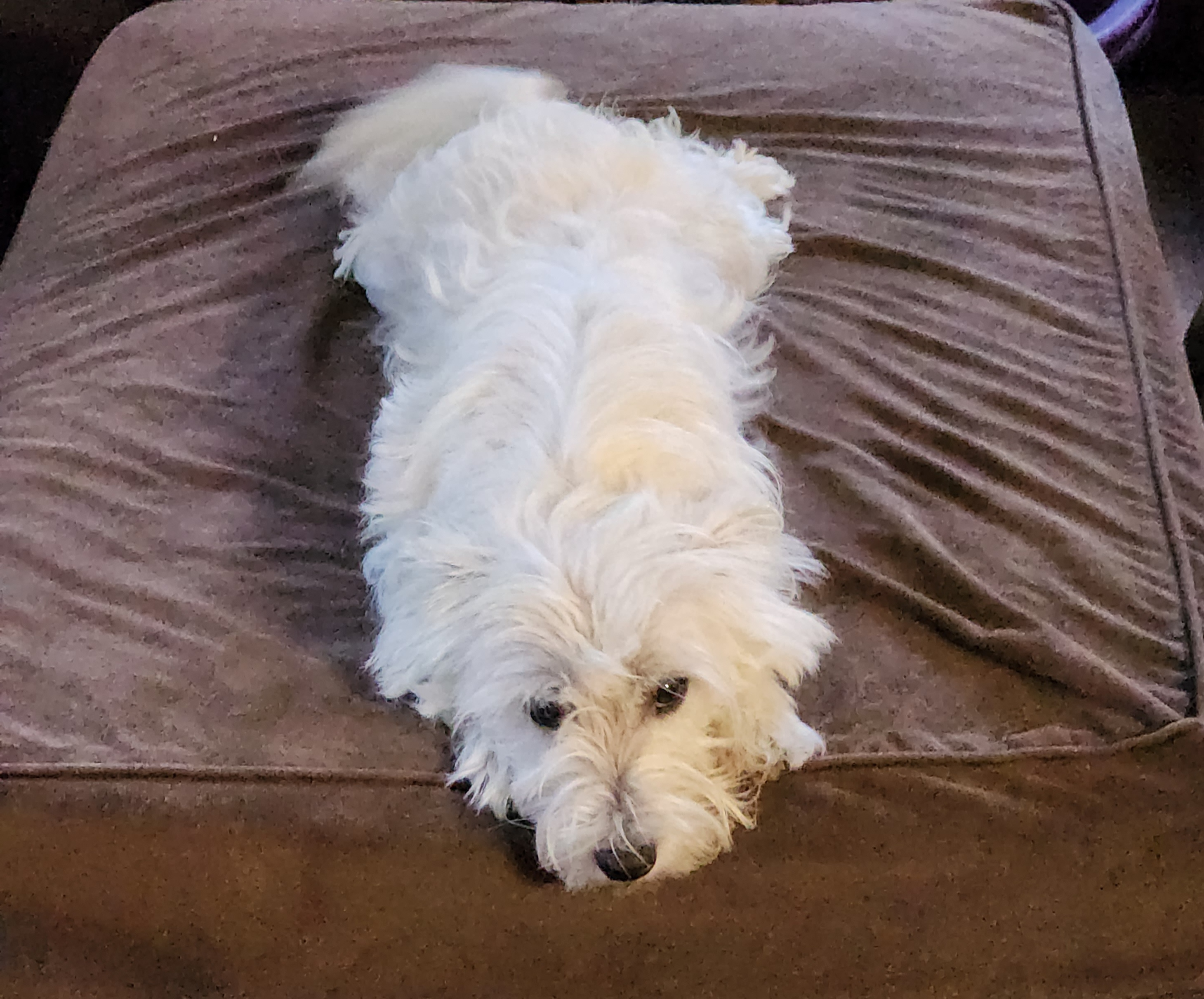 Jewel - West Highland White Terrier