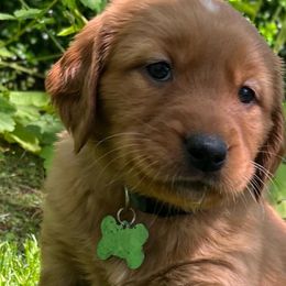 BRIGHT GREEN - Dark golden Golden Retriever puppy in Woodland Hills, California from Rowan Red Retrievers