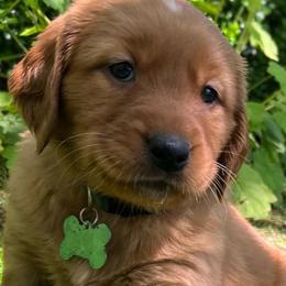 BRIGHT GREEN - Dark golden Golden Retriever puppy in Woodland Hills, California from Rowan Red Retrievers
