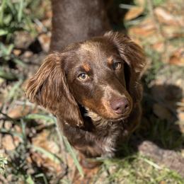Jb - Dachshund