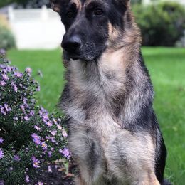 German Shepherds from Jane Dancosse's German Shepherds