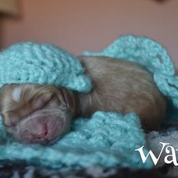 Wave - Buff male Cockapoo puppy in Myerstown, Pennsylvania from The Cocker Cingdom