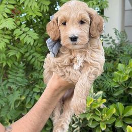 Mint Collar - Apricot female Goldendoodle puppy in Corona, California from West Coast Goldendoodles