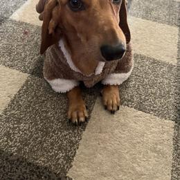 Minnie - Dachshund