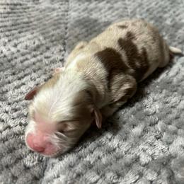 Boots - Red merle female Miniature Australian Shepherd puppy in Alabama from SBA Aussies