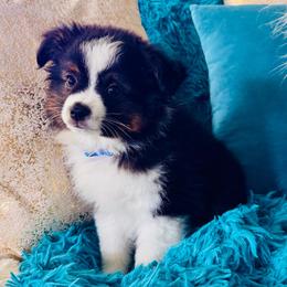 Blk Tri boy - Black tri male Toy Australian Shepherd puppy in Oklahoma City, Oklahoma from Faith River Aussies