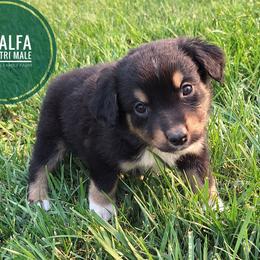 Alfalfa - Black tri male Miniature Australian Shepherd puppy in Kettle Falls, Washington from Ellie's Miniature Australian Shepherds