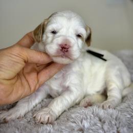 Black - Red female Australian Labradoodle puppy in Antelope, California from Adorable Labradoodle