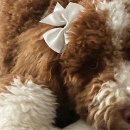 Daisy - Goldendoodle