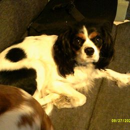 Ellie Mae - Cavalier King Charles Spaniel