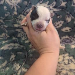 Combine - Blue speckled male Australian Cattle Dog puppy in Tulsa, Arkansas from Red Desert Australian Cattle Dogs