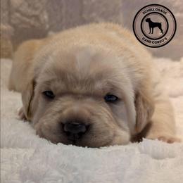 Purple - Fawn male Cane Corso puppy in Schell City, Missouri from Schell Osage Cane Corsos