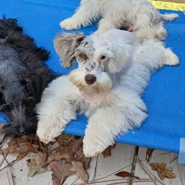Bree - Schnoodle