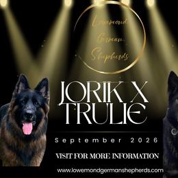 German Shepherd puppies from Lowemond German Shepherds