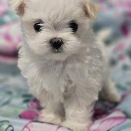 Dream - White female Maltese puppy in Greenville, North Carolina from Amanda's Sugar Sweet Puppies