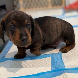 Green collar boy - Wild boar male Dachshund puppy in Kingsbury, Texas from Sudox Dachshunds
