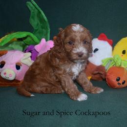Marigold - Red female Cockapoo puppy in Hopkins, South Carolina from Sugar and Spice Cockapoos