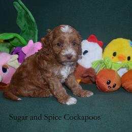 Marigold - Red female Cockapoo puppy in Hopkins, South Carolina from Sugar and Spice Cockapoos