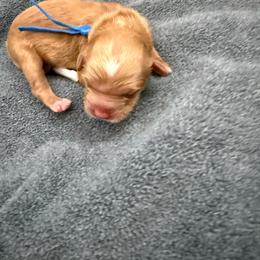 Blue - Red male Australian Labradoodle puppy in Fontana, California from Grammy's Puppy Love doodles and poodles