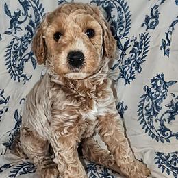 Draco - Fawn and white male Sheepadoodle puppy in Austin, Texas from Darling Doodles