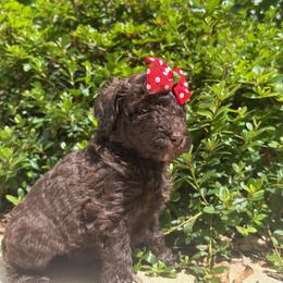 Juliet - Chocolate female Labradoodle puppy in Camden, North Carolina from Oopsie Doodles of NC