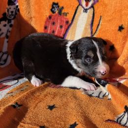 Puddle - Tri-color female Border Collie puppy in Menasha, Wisconsin from Little Rose Retrievers