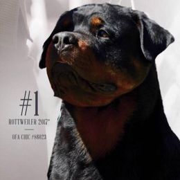 Rottweilers from Von Hawes Rottweilers