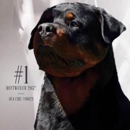 Rottweilers from Von Hawes Rottweilers