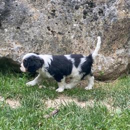 Cavalier King Charles Spaniel Puppies from Snowtrain Cavaliers