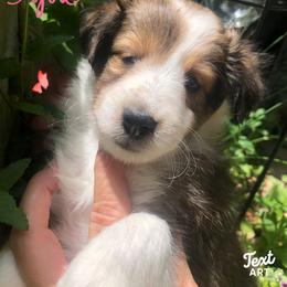 Girl 1 - Shetland Sheepdog puppy in Knoxville, Illinois from Jo-C's Shelties