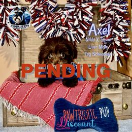 PENDING - Liver male Miniature Schnauzer puppy in Spruce Pine, North Carolina from Schnauzers of Blue Ridge