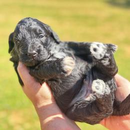 Beth-Purple girl - Black and white female Companion Cross puppy in Calimesa, California from Teakwoodpoodleofsocal