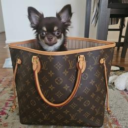 AKC Fluffy Girl - Chocolate and tan female Chihuahua puppy in Brooklyn, New York from Nadezhda's Chihuahuas