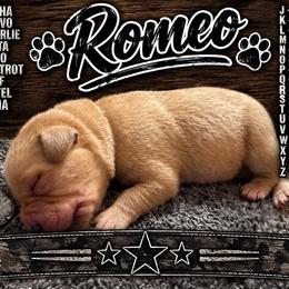 Romeo - Yellow male Labrador Retriever puppy in Hartly, Delaware from Triple Threat Labradors