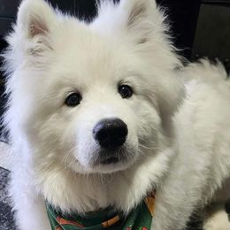 Samoyed Puppies from Hill Country Samoyeds
