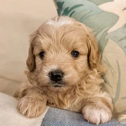 Elsa - Cream female Goldendoodle puppy in Valley Center, California from AweStrunk Farms