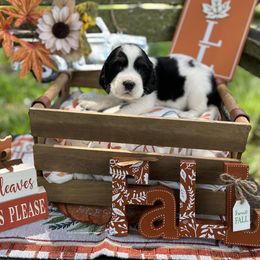 Ginny - Black white and tan English Springer Spaniel puppy in Williston, Florida from Bizzy Farms English Springer Spaniels