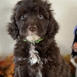 Chinese Cresteds and Portuguese Water Dogs from Mleesporties