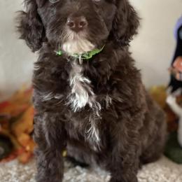 Chinese Cresteds and Portuguese Water Dogs from Mleesporties