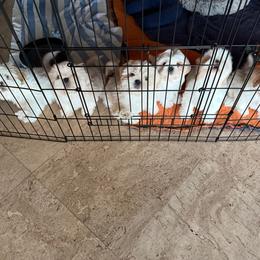Shih Tzu Puppies from AKC Registered Purebred Shihtzus