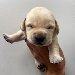 Male Pick Number 9 - Yellow male Labrador Retriever puppy in Husser, Louisiana from Kristen