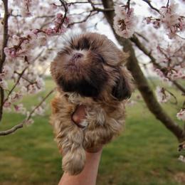 Shih Tzu Puppies from Small Pawz Kennel