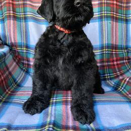Girl 1 - Black female Black Russian Terrier puppy in Oklahoma from Ter’Avalon Kennel