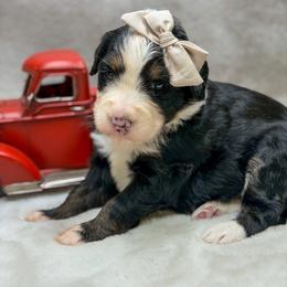 Madison - Tri-color female Bernedoodle puppy in Williamson, New York from Lakeside Doodles
