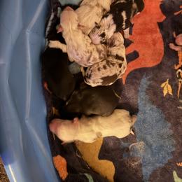 Cash - Blue merle male Australian Shepherd puppy in Four Oaks, North Carolina from RoseWest Farms